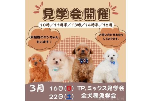 成約済の静岡県のトイプードル-373619の3枚目